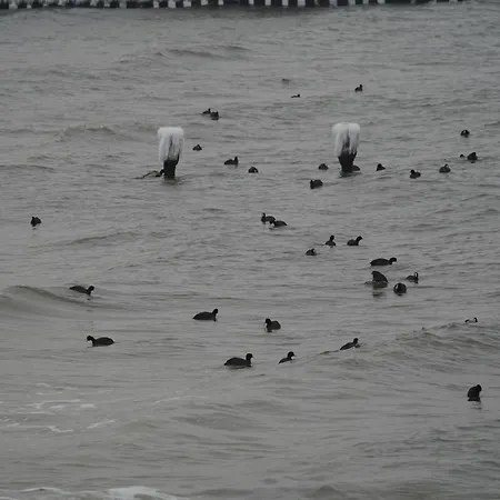 Am Waeldchen * Zingst